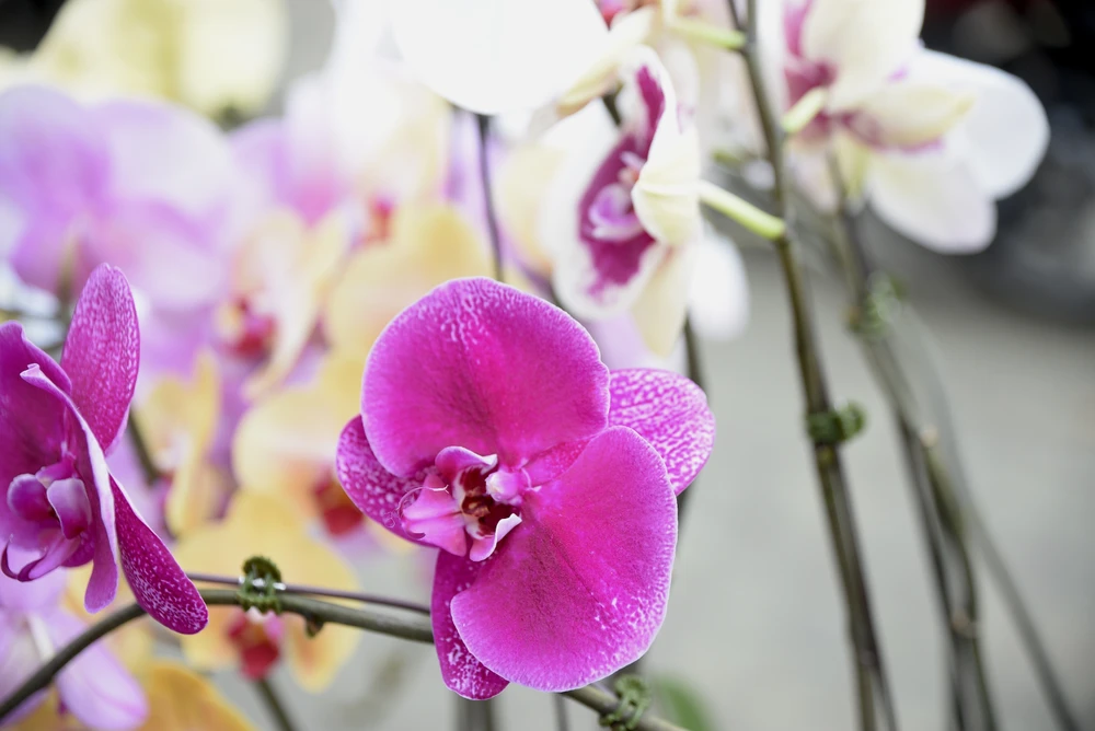 lan hồ điệp, chợ hoa, hoa tết