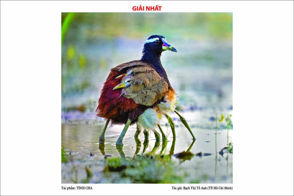 1-giai nhat-tinh cha-Hội Nhiếp ảnh TP.HCM, mùa xuân, trao giải, ảnh, xuân bính ngọ.jpg