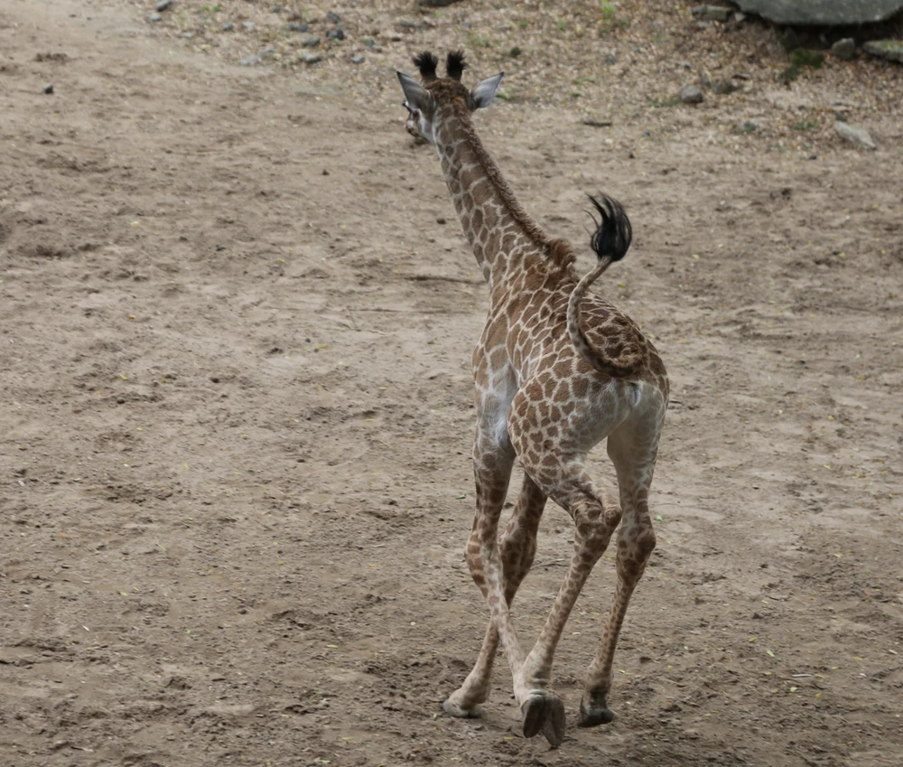 Hươu con sinh trưởng phát triển tốt. Ảnh: AT.