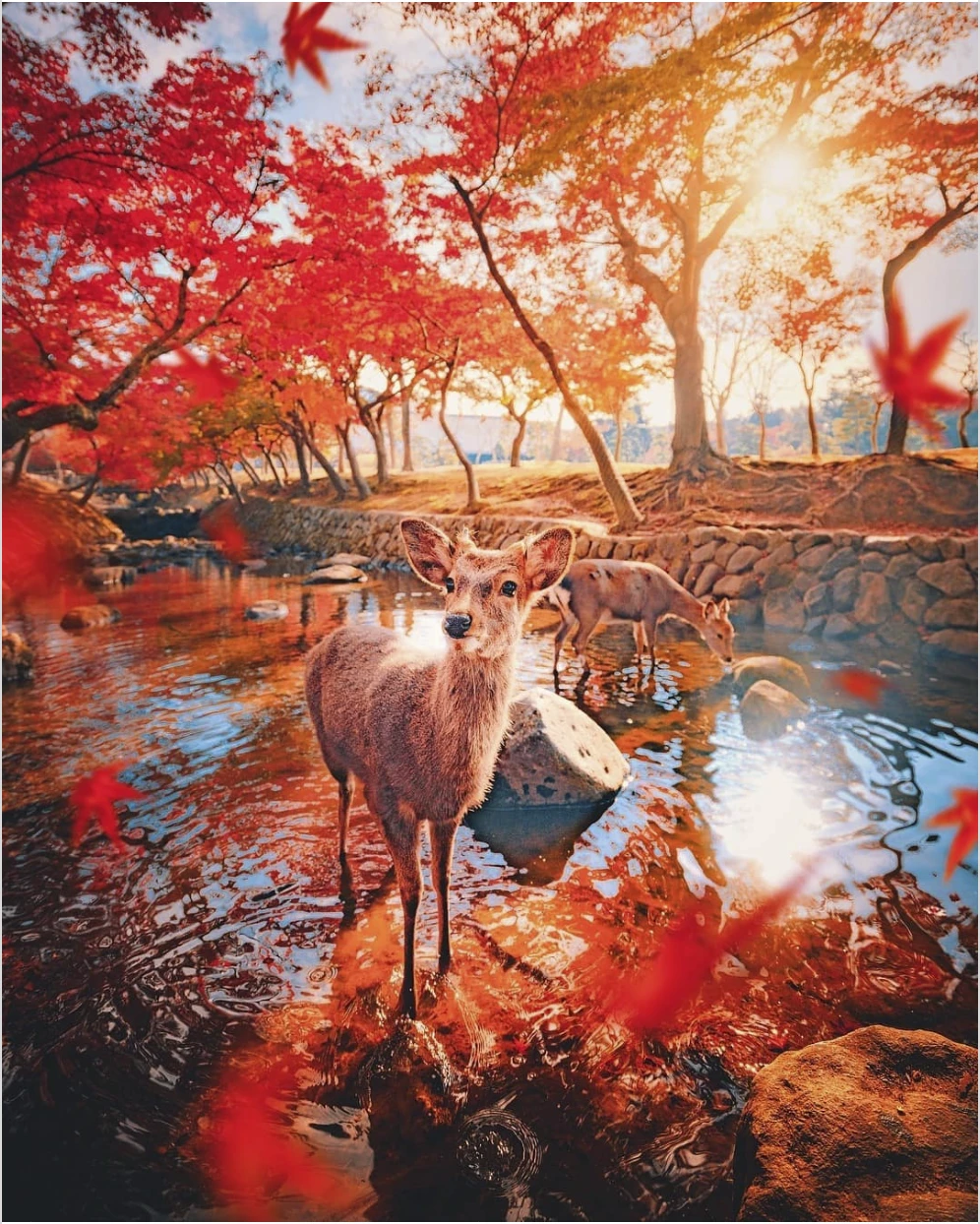 Thăm hươu Nara. Ảnh: Thetravel.