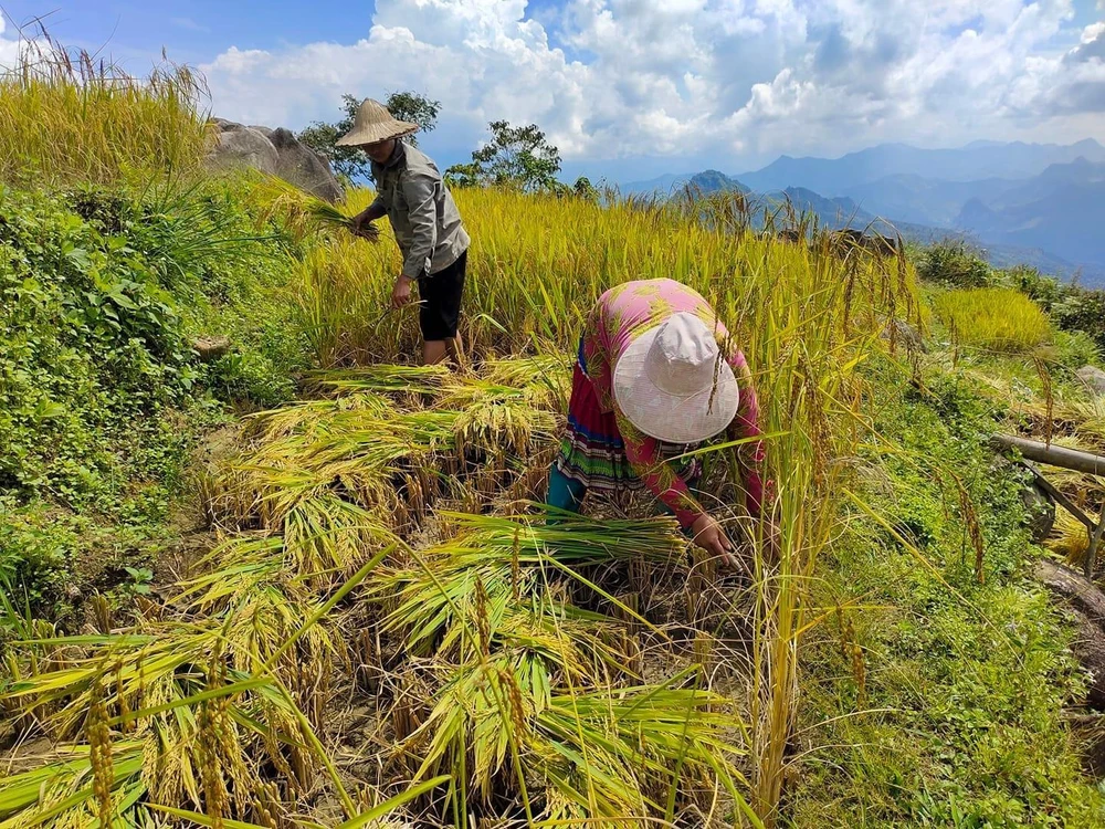 Người dân nơi đây đang thu hoạch lúa chín. Ảnh: Thanh Hảo.