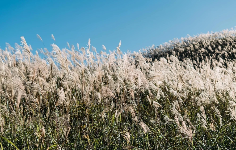 Một góc của đồi cỏ lau.