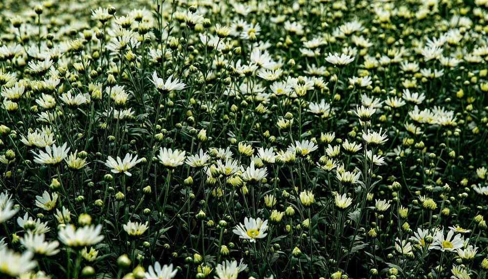 Cúc họa mi vươn mình đón nắng chào ngày mới.