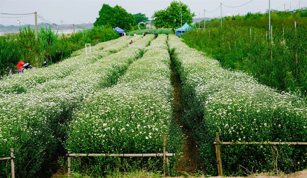 Những luống họa mi trải dài ở khu vườn hoa Hà Nội.