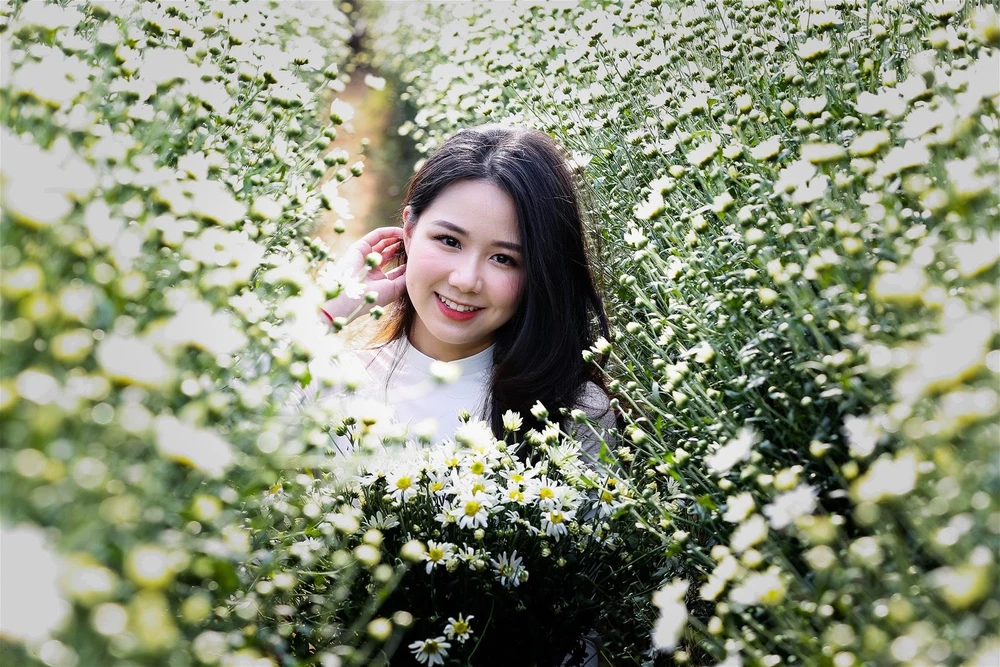 Một mùa cúc họa mi lại về nở rộ trên mảnh đất Hà thành.