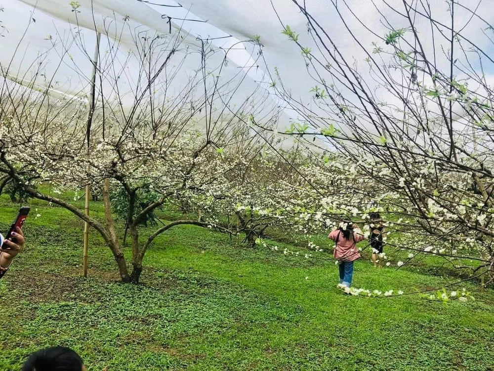 Hoa mận đua nhau khoe sắc. Ảnh: HOÀI AN.