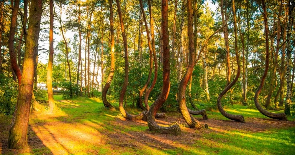 Khu rừng cây ở Ba Lan có hình dáng độc đáo và lạ mắt. Ảnh: Thetravel.