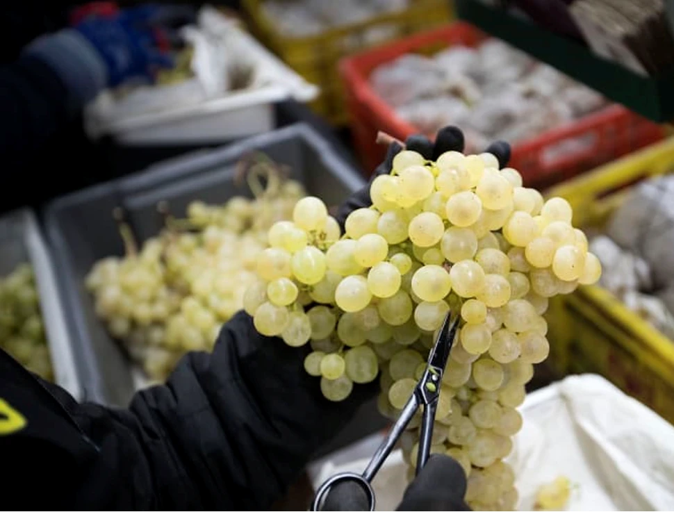 Ở Tây Ban Nha, món ăn may mắn là 12 trái nho. Ảnh: JAIME REINA/AFP/Getty.