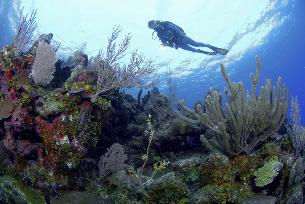Du khách sẽ lặn qua các rạn san hô vạn hoa ở Honduras. Ảnh: Lonely Planet.