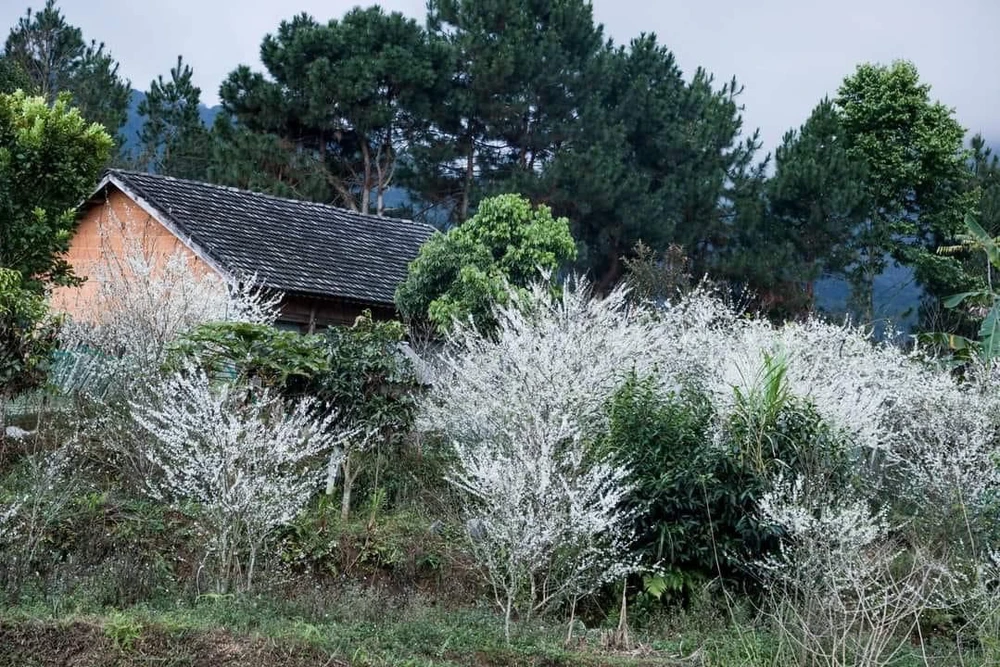Hoa mận bao phủ trắng chân đồi và ôm trọn lấy ngôi nhà. Ảnh: DÂN TỘC TIẾN BỘ.
