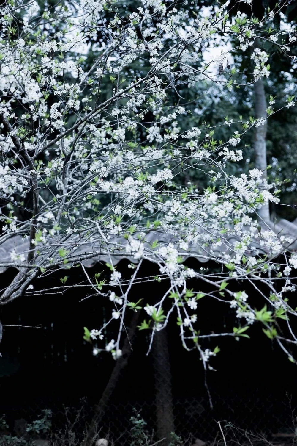 Màu trắng của hoa đan xen với màu xanh của lá tạo nên một bức tranh tuyệt đẹp. Ảnh: DÂN TỘC TIẾN BỘ.