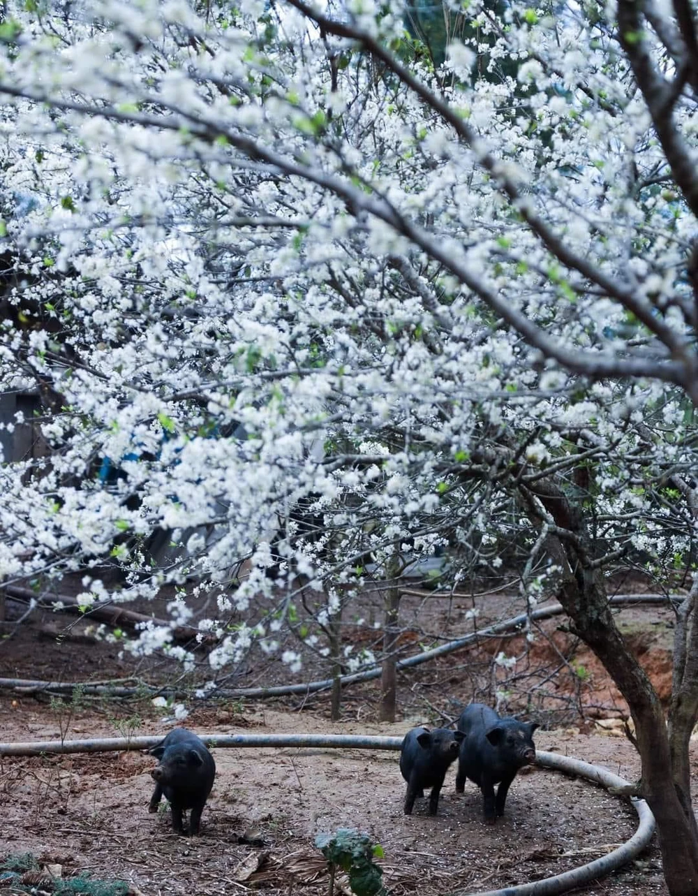 Sắc trắng của hoa mận như tô điểm thêm sắc xuân vùng Cao nguyên đá. Ảnh: DÂN TỘC TIẾN BỘ.