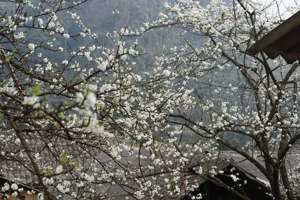 Những ngôi nhà lấp ló sau cành hoa mận. Ảnh: DÂN TỘC TIẾN BỘ.