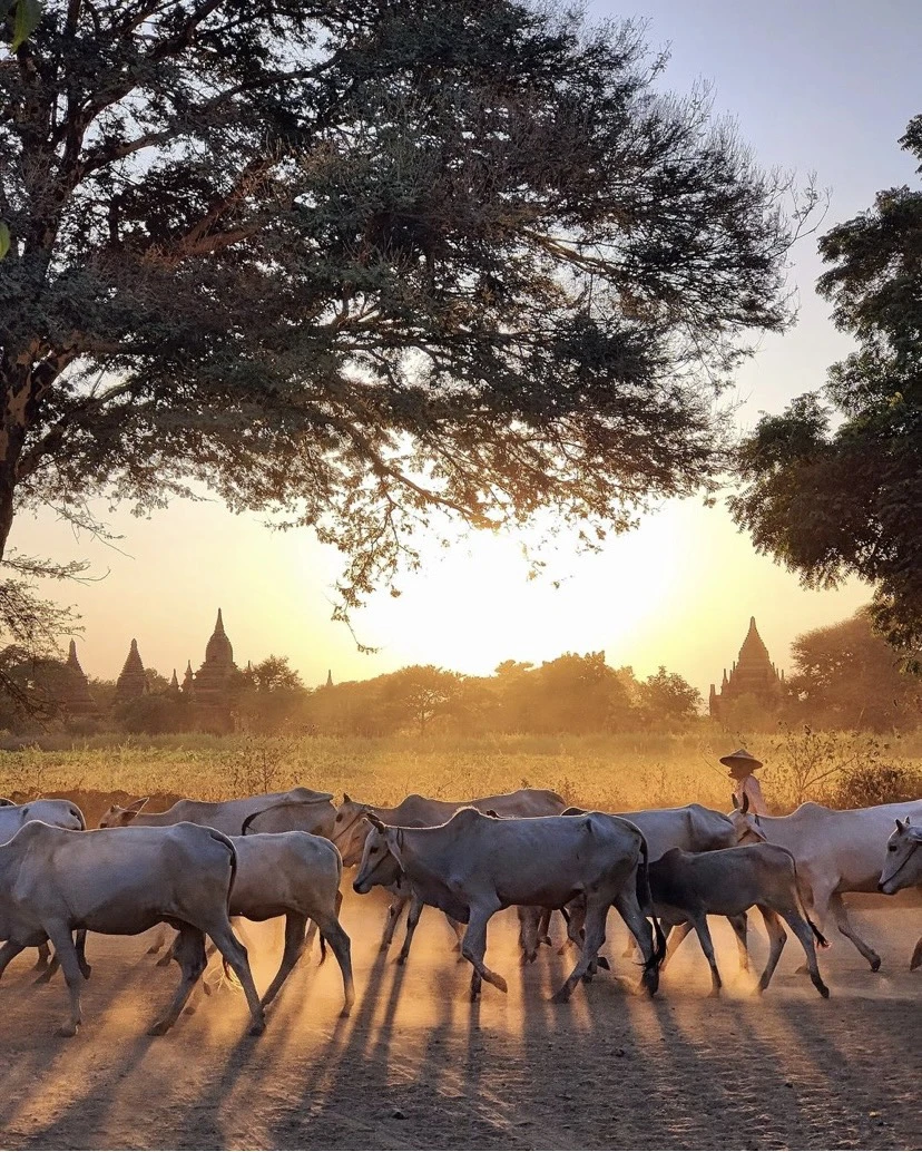 Bangan, Myanma là di sản Thế giới. Ảnh: Thetravel.