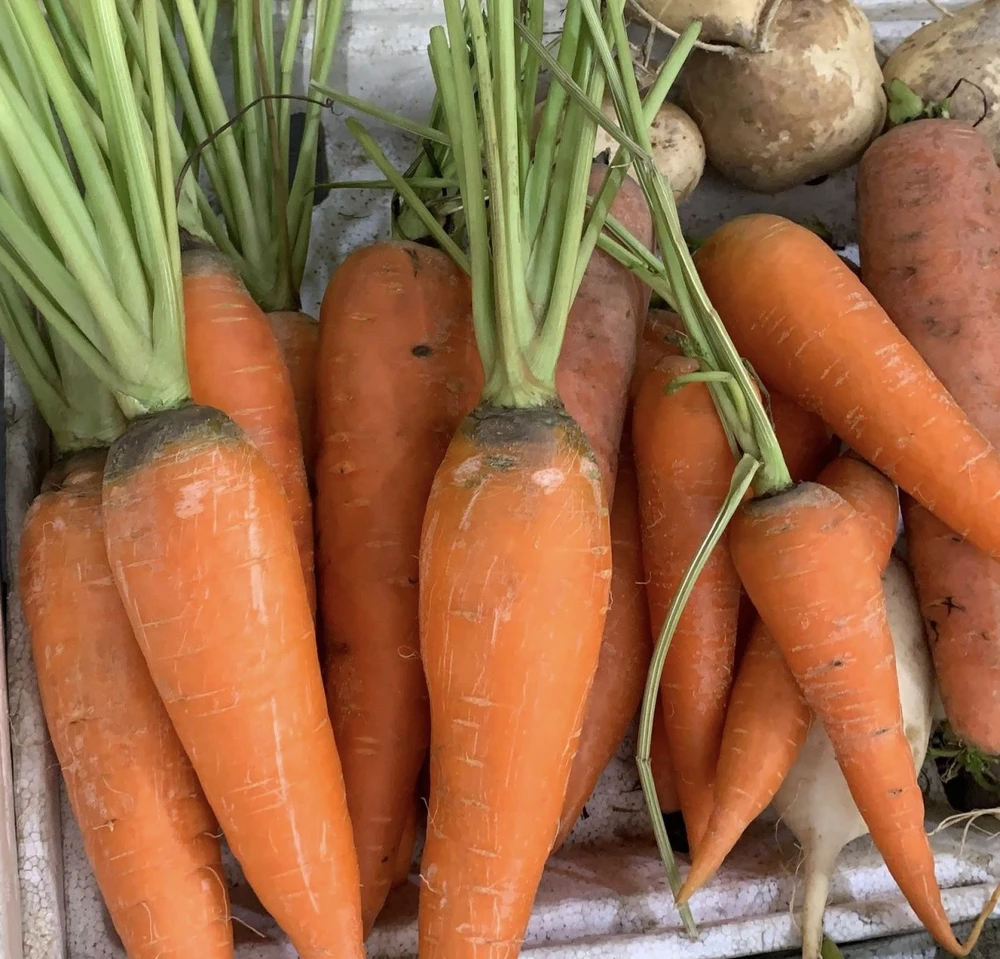 Cà rốt là một trong những thực phẩm giữ cho răng chắc khỏe. Ảnh: PHƯƠNG LÊ. Cà rốt là một trong những thực phẩm giữ cho răng chắc khỏe. Ảnh: PHƯƠNG LÊ.