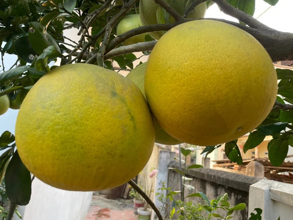 Bưởi giúp tăng cường hệ thống miễn dịch. Ảnh: PHƯƠNG LÊ.