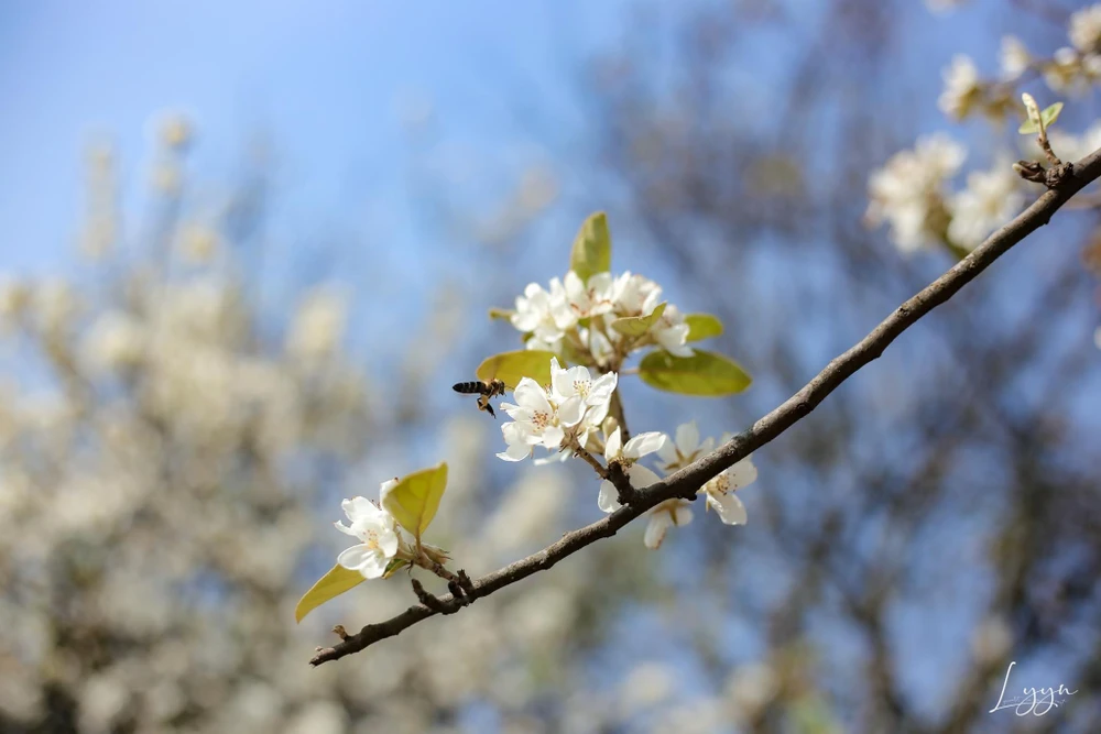 Hoa sơn tra thường nở từ giữa tháng 2 và kéo dài đến đầu tháng 4 dương lịch. Ảnh: LẠC LẠC.