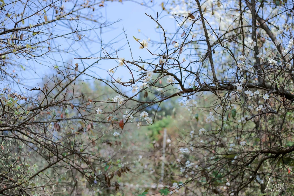 Một góc của rừng hoa sơn tra. Ảnh: LẠC LẠC.