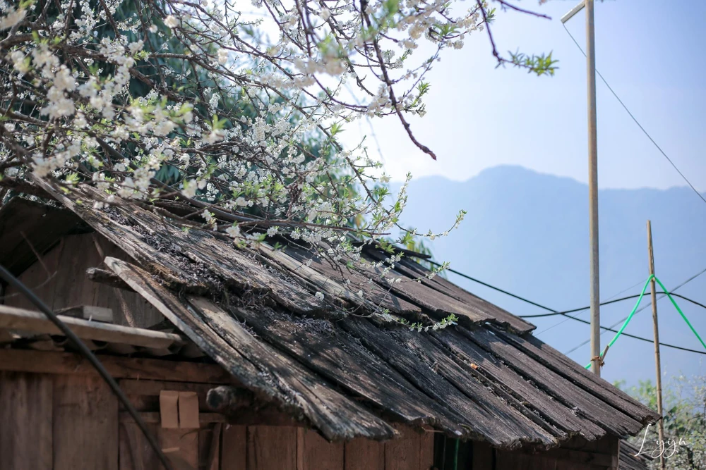 Hoa sơn tra bao phủ cả ngôi nhà của người dân. Ảnh: LẠC LẠC.