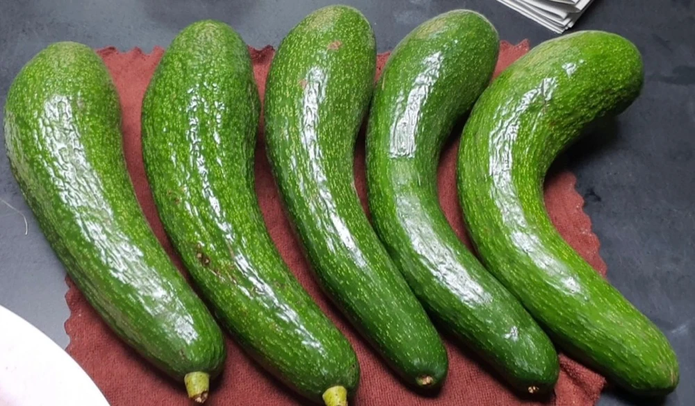 Bơ có hàm lượng chất béo cao tốt cho sức khỏe. Ảnh: PHƯƠNG LÊ.