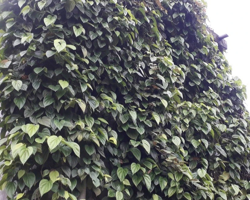 Lá trầu không có đặc tính kháng khuẩn nên nó có thể giúp giải quyết các vấn đề về mụn trứng cá để có một làn da sạch sẽ, mịn màng. Ảnh: PHƯƠNG LÊ. Lá trầu không có đặc tính kháng khuẩn nên nó có thể giúp giải quyết các vấn đề về mụn trứng cá để có một làn da sạch sẽ, mịn màng. Ảnh: PHƯƠNG LÊ.