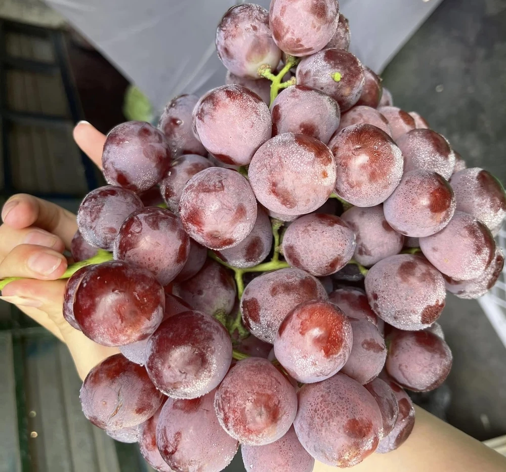 Ăn nho có thể tăng cường hệ thống miễn dịch. Ảnh: PHƯƠNG LÊ.