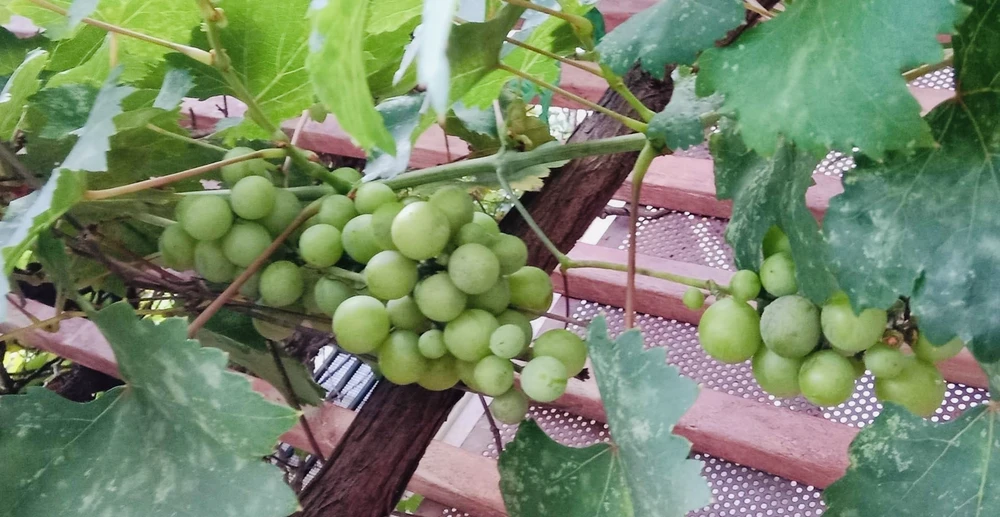 Ăn nhiều nho hơn có thể giúp kéo dài tuổi thọ. Ảnh: PHƯƠNG LÊ.