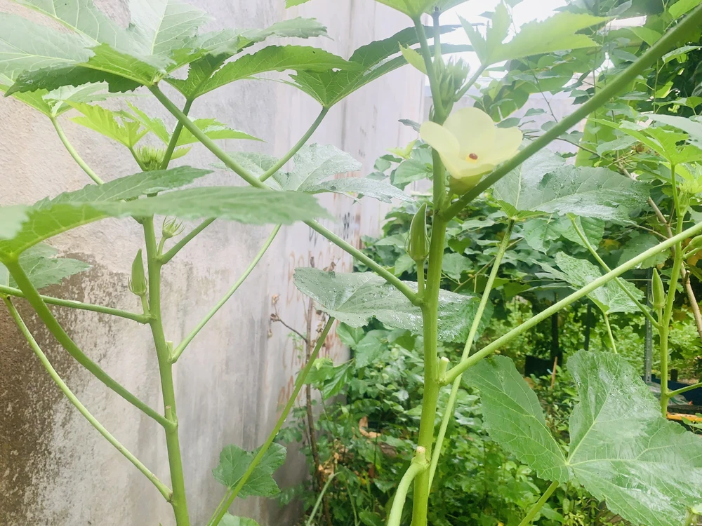 Đậu bắp được gọi là siêu thực phẩm giúp giảm lượng đường trong máu, là nguồn cung cấp chất xơ tuyệt vời. Ảnh: PHƯƠNG LÊ.