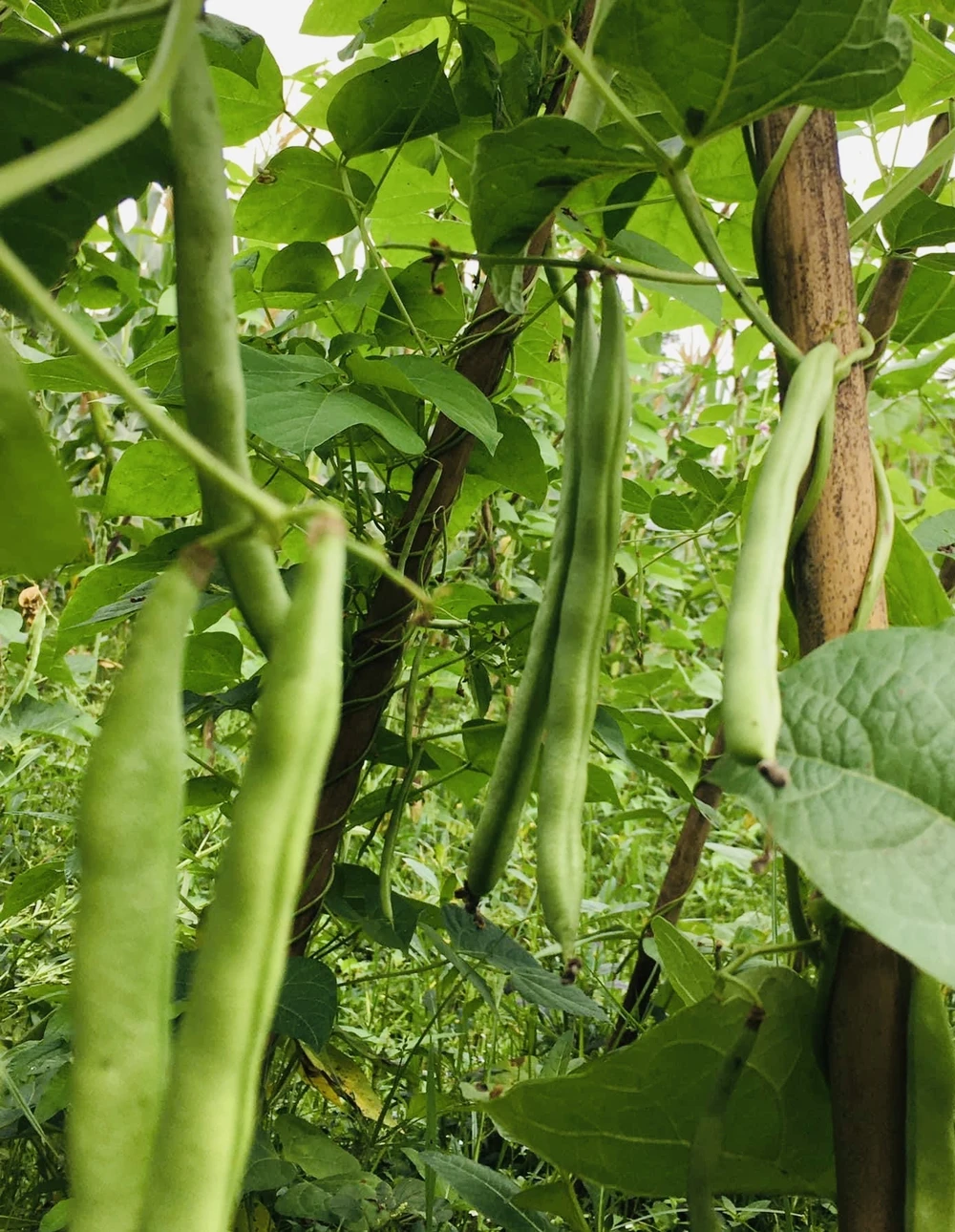 Đậu que có chỉ số đường huyết thấp và có thể giúp kiểm soát lượng đường trong máu tốt hơn nhiều loại thực phẩm khác. Ảnh: PHƯƠNG LÊ.