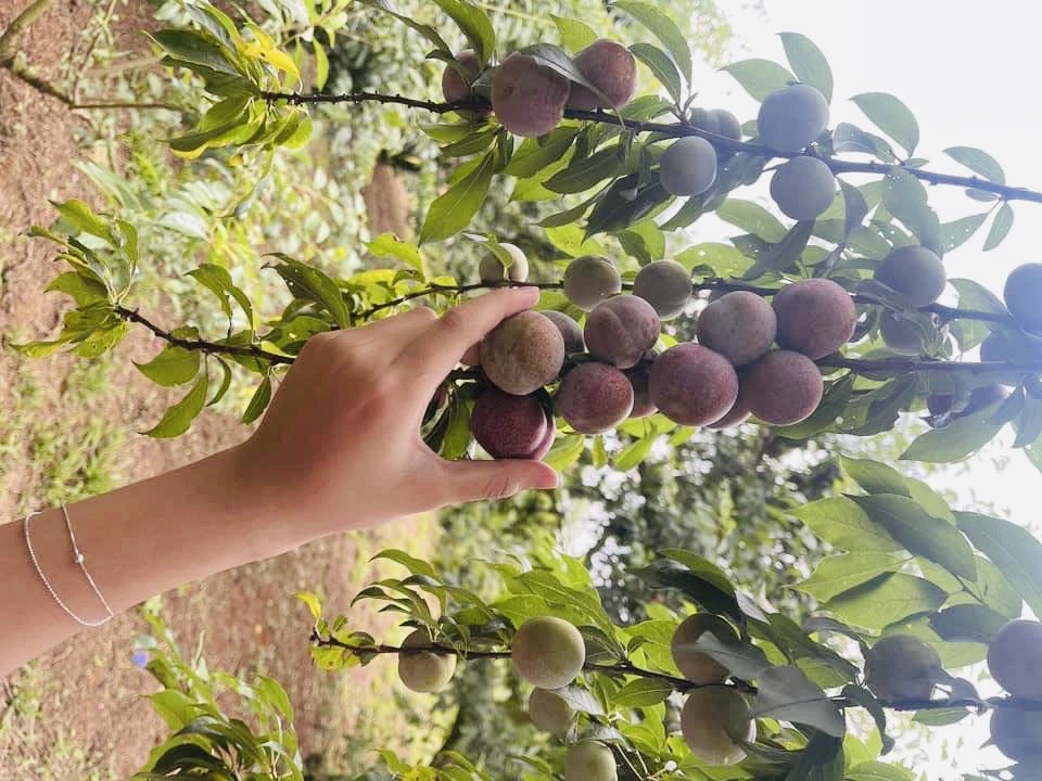 Du khách thoải sức chụp ảnh tại vườn mận. Ảnh: HẰNG HOÀNG.
