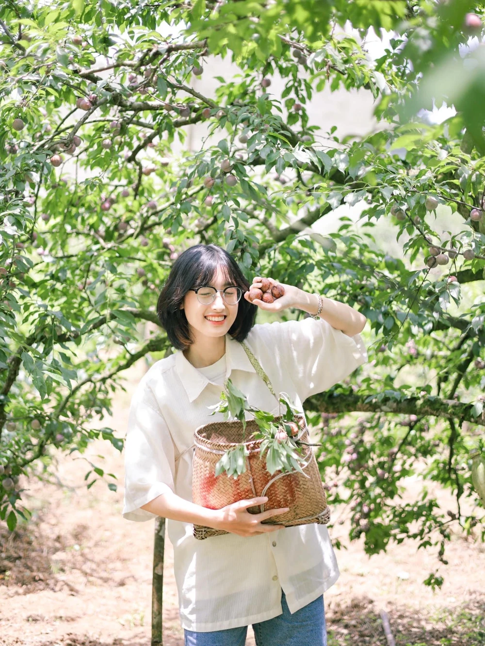 Du khách thích thú được trải nghiệm hái mận. Ảnh: HẰNG HOÀNG.