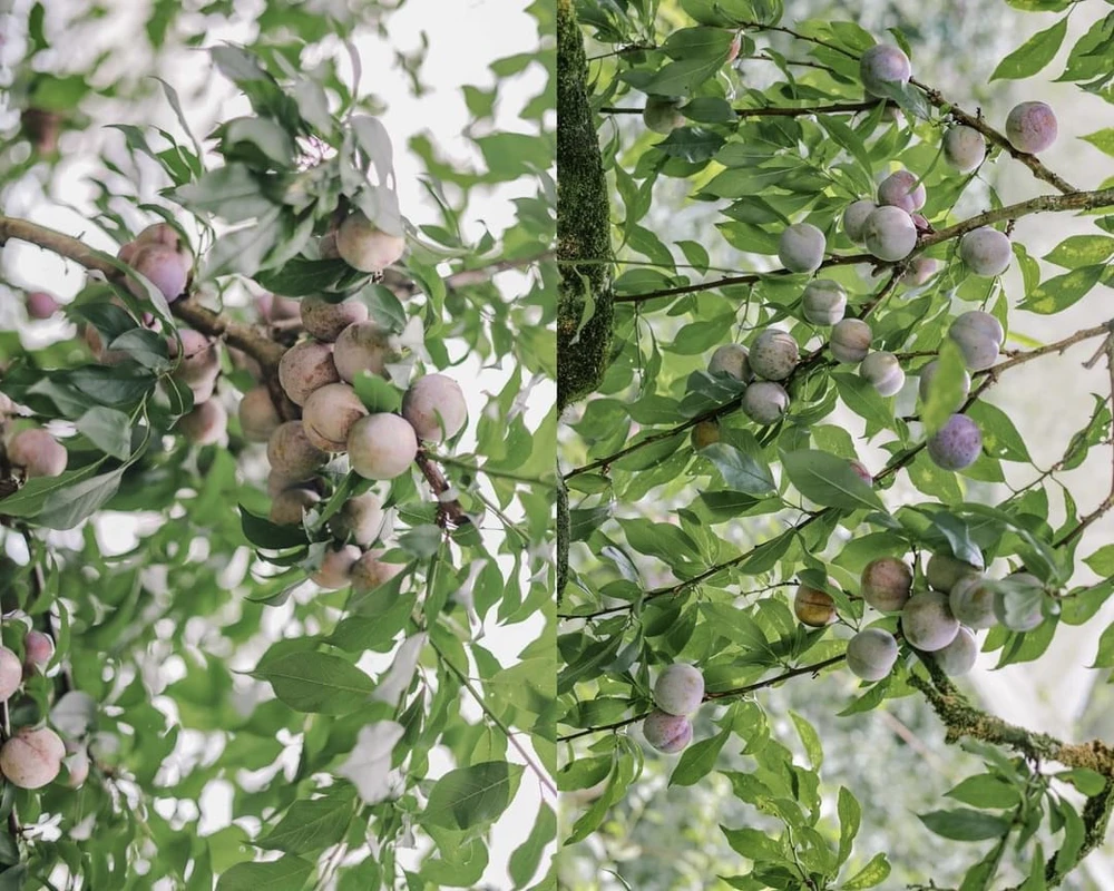 Hái mận là một trải nghiệm độc đáo mà du khách không thể bỏ lỡ khi đến Mộc Châu. Ảnh: HẰNG HOÀNG.