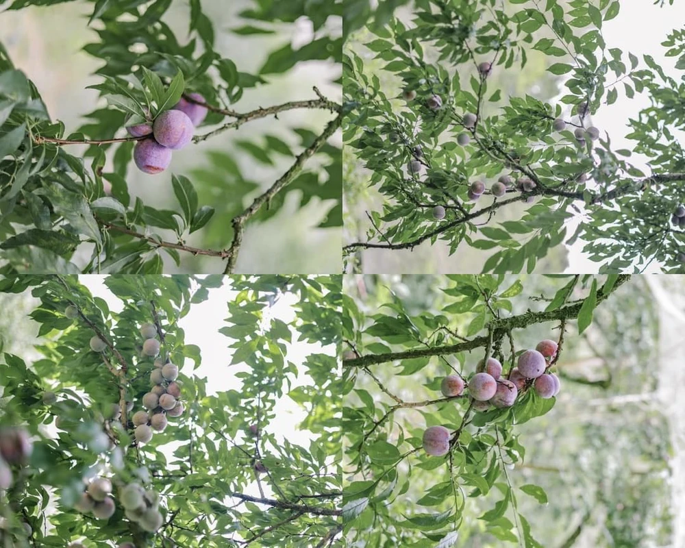 Vé vào vườn mận khoảng 30.000 đồng/ người. Ảnh:HẰNG HOÀNG.