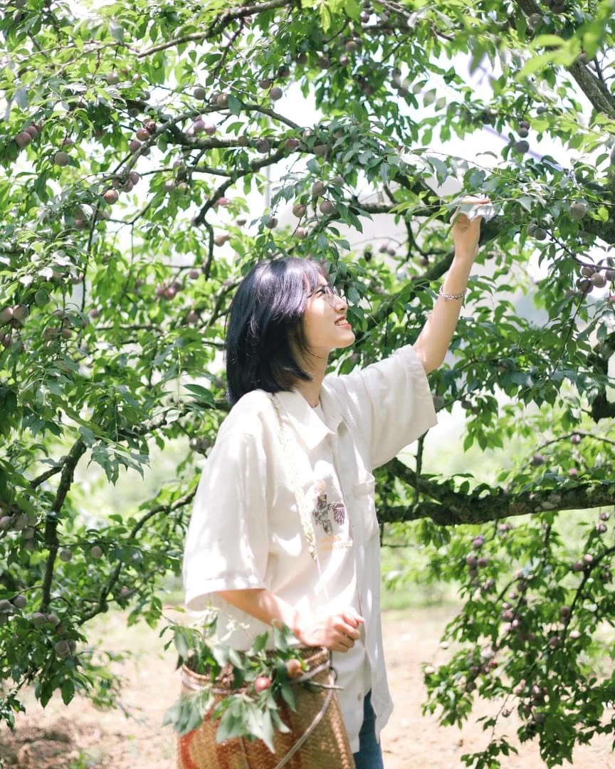 Du khách đeo trải nghiệm hái mận. Ảnh: HẰNG HOÀNG.