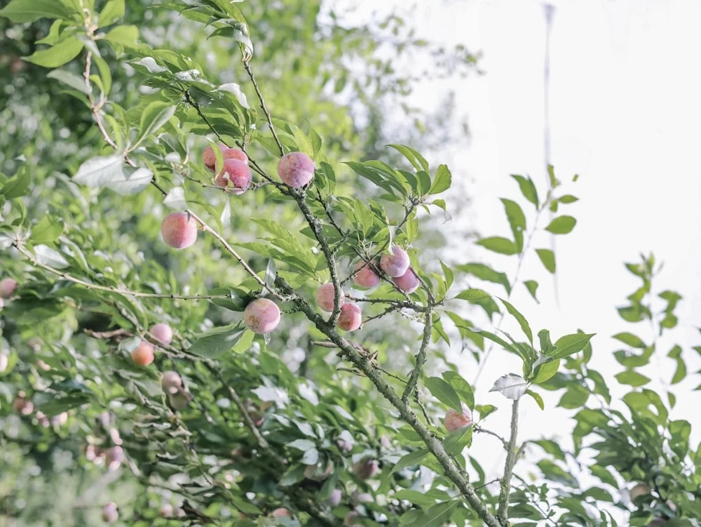 Thời điểm này mận bắt đầu chín rộ khắp núi đồi Nà Ka. Ảnh: HẰNG HOÀNG.