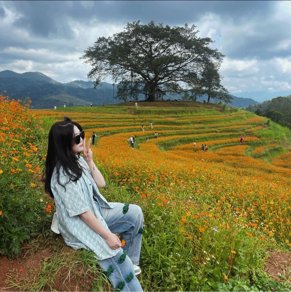 Hoa được trồng trên những thửa ruộng bậc thang. Ảnh: Lili Phạm.