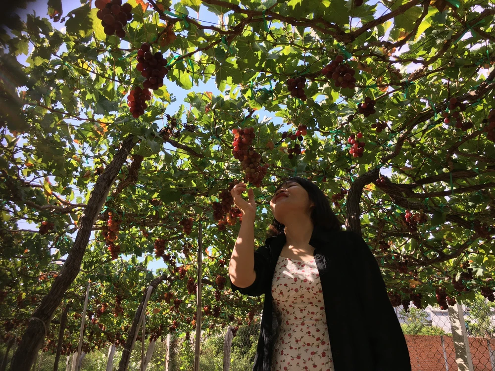 Du khách thích thú check-in vườn nho sai trĩu quả. Ảnh: PHƯƠNG LÊ.