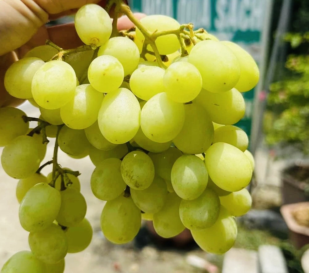 Loại nước ép này có thể giảm cholesterol vì nó giàu chất chống oxy hóa có thể giúp kiểm soát vấn đề này. Ảnh: PHƯƠNG LÊ.