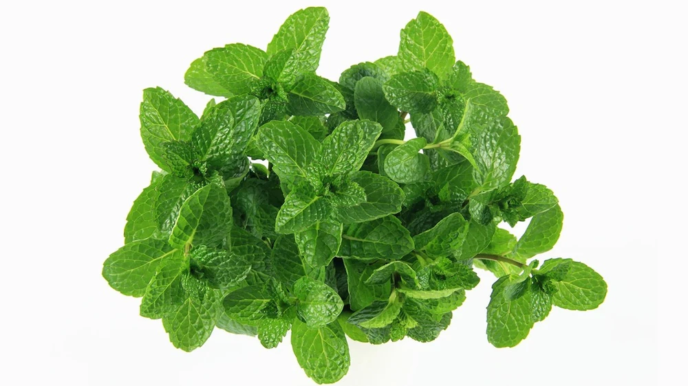 Lá bạc hà rất tốt để có trong chế độ ăn uống của bạn. Ảnh: iStock.