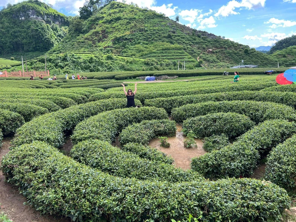 Du khách thích thú " sống ảo" bên đồi chè. Ảnh: Hoài An. Du khách thích thú " sống ảo" bên đồi chè. Ảnh: Hoài An.