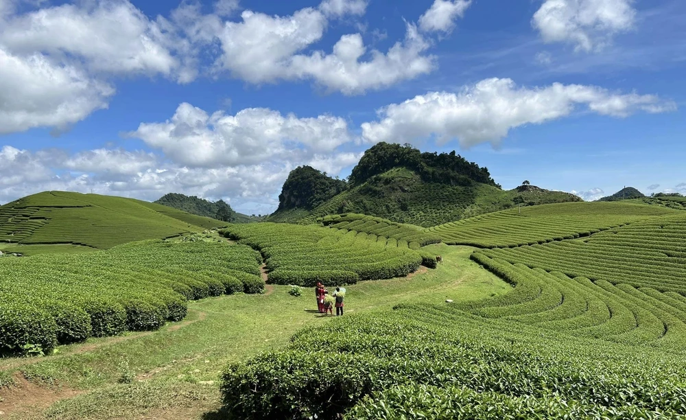 Những luống chè và tạo nên những khung hình vô cùng đẹp mắt. Ảnh: Hoài An. Những luống chè và tạo nên những khung hình vô cùng đẹp mắt. Ảnh: Hoài An.