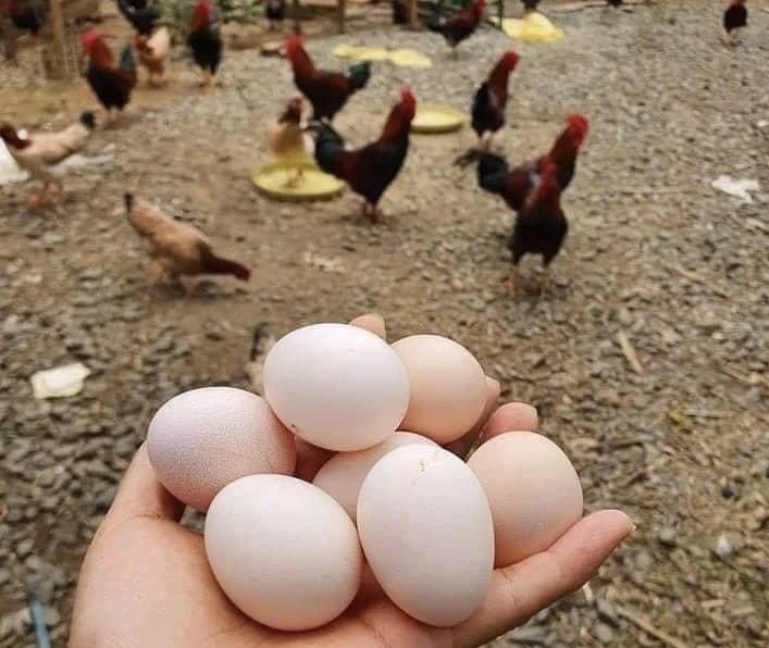 Trứng chứa các chất choline, lutein và zeaxanthin giúp hỗ trợ sức khỏe não bộ. Ảnh: PHƯƠNG LÊ.