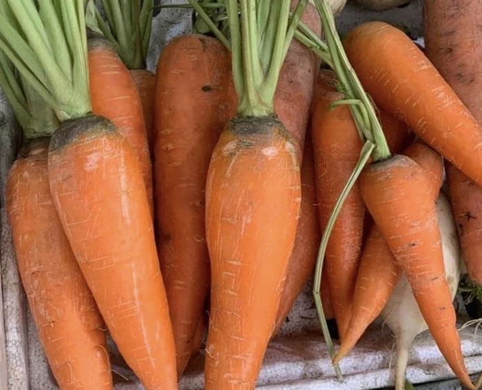 Cà rốt không chỉ tốt cho thị lực, mà nó còn dùng để giảm đau đầu gối. Ảnh: PHƯƠNG LÊ.