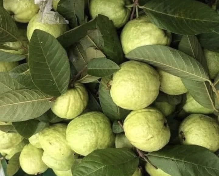 Ăn ổi giúp giảm lượng đường trong máu, tốt cho tim. Ảnh: PHƯƠNG LÊ.