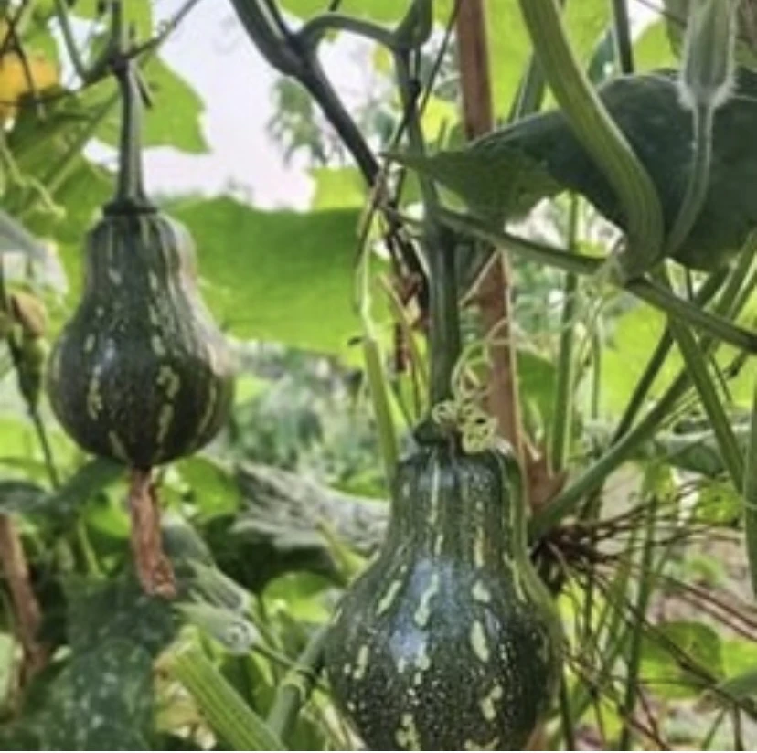 Ăn bí đỏ có thể làm giảm nguy cơ phát triển một số bệnh ung thư. Ảnh: PHƯƠNG LÊ.