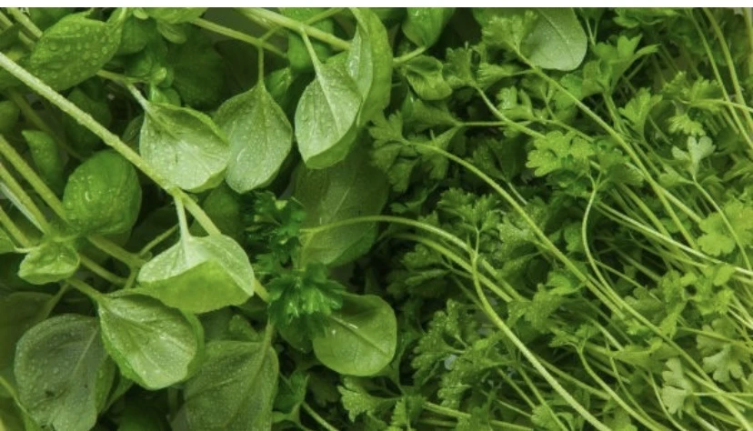 Các loại rau lá xanh rất giàu folate, chất cần thiết cho việc điều chỉnh dopamine. Ảnh: Boldsky. Các loại rau lá xanh rất giàu folate, chất cần thiết cho việc điều chỉnh dopamine. Ảnh: Boldsky.