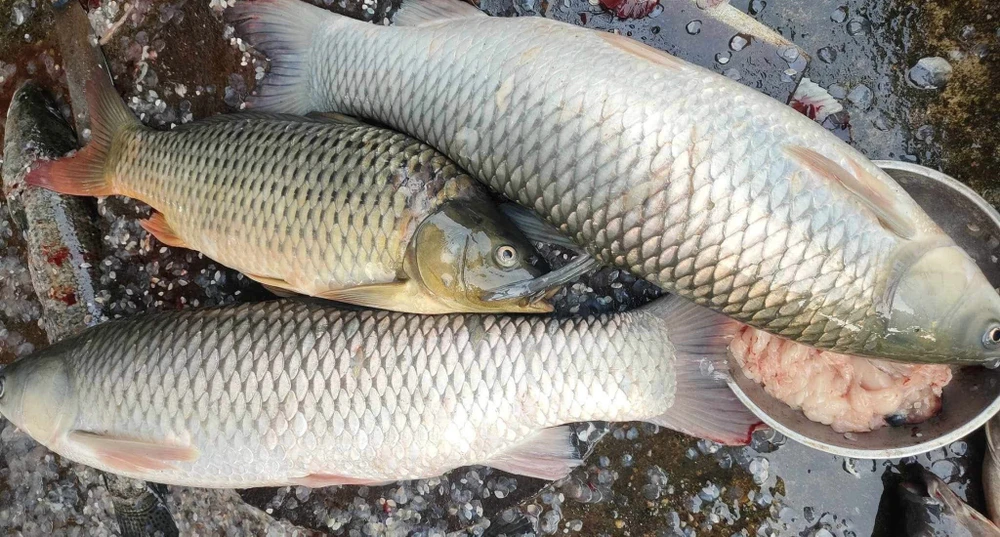 Day- la-thuc- pham -cung -cap- nguon- vitamin- A tot-2.jpg