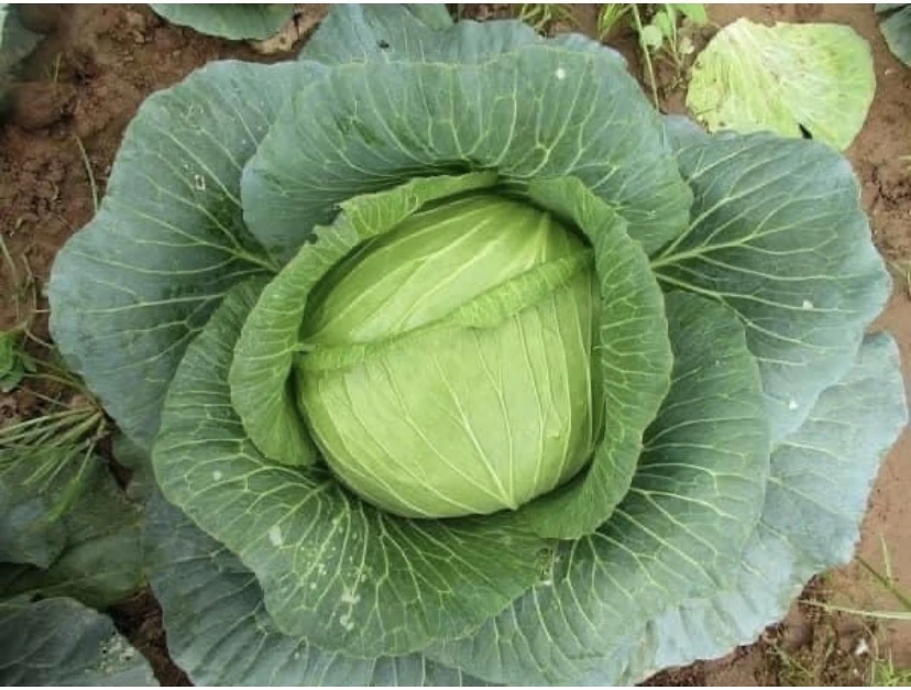 Mùa đông ăn những thực phẩm này giúp loại bỏ mỡ bụng.jpg