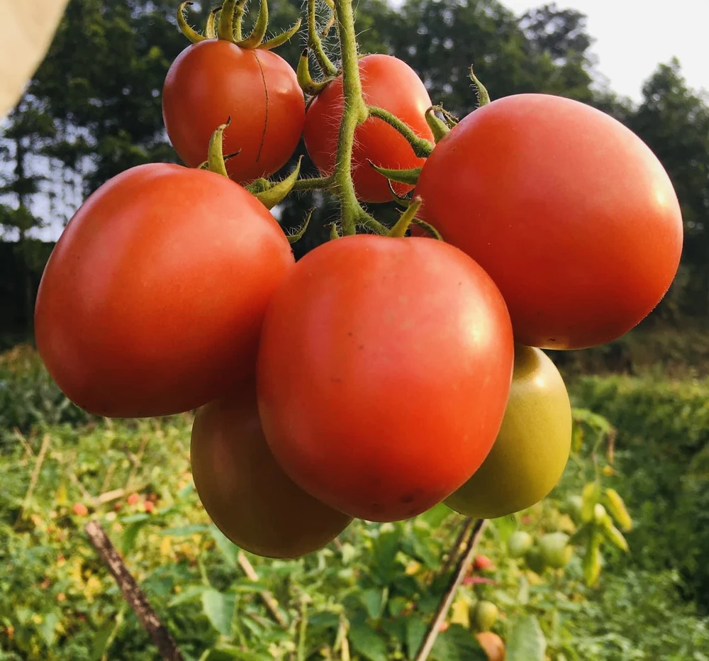 Đây là những lợi ích sức khoẻ khi uống nước ép cà chua.jpg