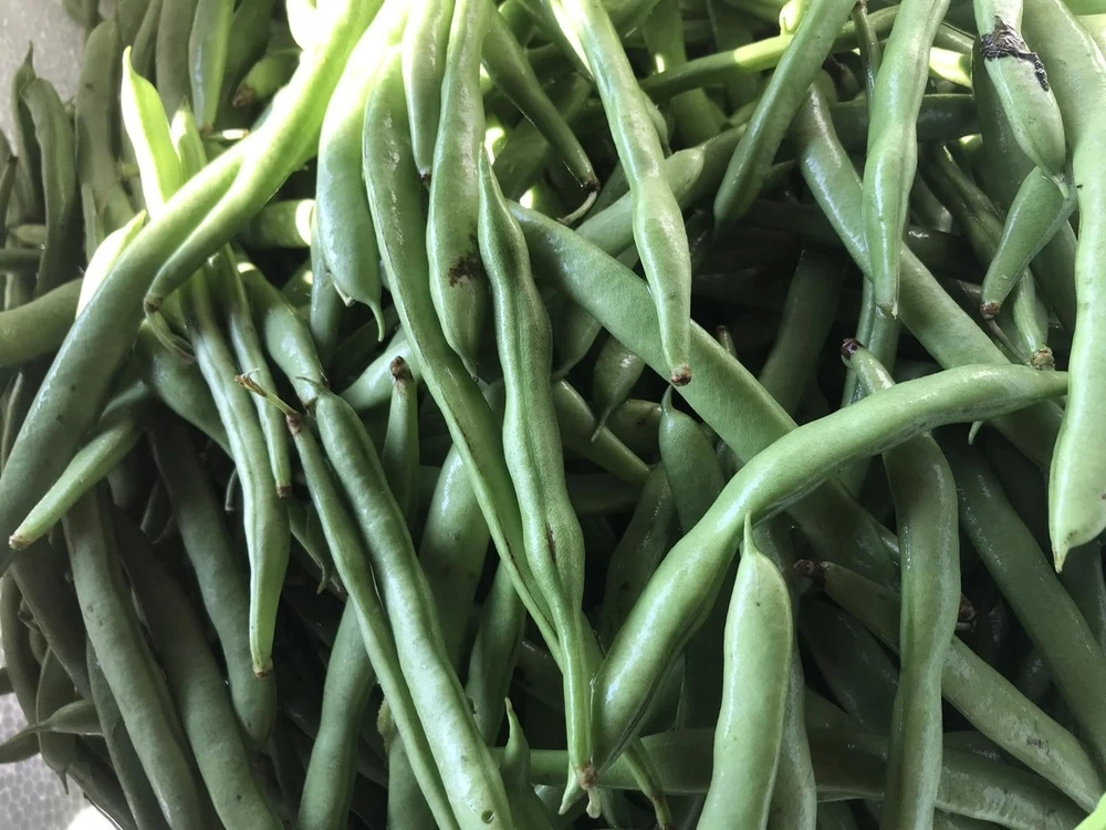 10 lợi ích sức khoẻ của việc tiêu thụ đậu que.jpg